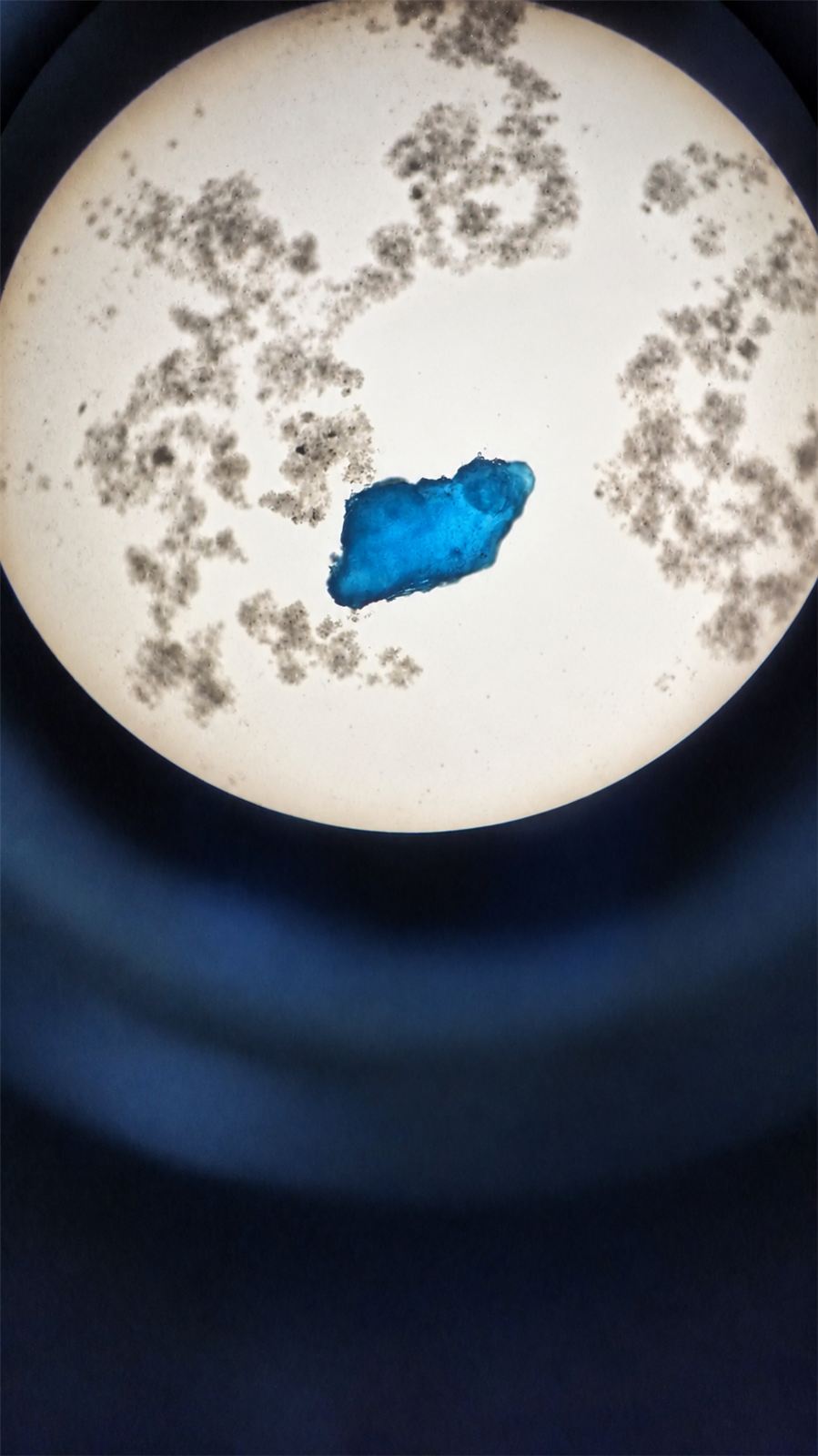 Partícula azul de microplástico vista ao microscópio